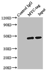 Myc Tag Antibody - Immunoprecipitating MYC-tag with transfected HEK293  Lane 1: Mouse control IgG (1µg) instead of product in transfected HEK293 whole cell lysate. For western blotting,a HRP-conjugated Protein G antibody was used as the Secondary antibody (1/2000) Lane 2: Product (6µg) + transfected HEK293 whole cell lysate (1mg)  Lane 3: Transfected HEK293 whole cell lysate (10µg)