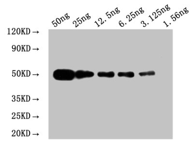 Myc Tag Antibody - WB: Mouse anti Myc-tagged fusion protein Monoclonal antibody at 1.6ug/ml Lane 1:Recombinant Myc-tagged fusion Protein at 50ng Lane 2:Recombinant Myc-tagged fusion Protein at 25ng Lane 3:Recombinant Myc-tagged fusion Protein at 12.5ng Lane 4:Recombinant Myc-tagged fusion Protein at 6.25ng Lane 5:Recombinant Myc-tagged fusion Protein at 3.125ng Lane 6:Recombinant Myc-tagged fusion Protein at 1.5625ng Secondary Goat polyclonal to Mouse IgG at 1/50000 dilution Predicted band size: 50kd Observed band size: 50kd