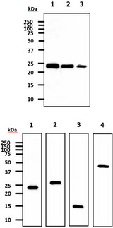 Myc Tag Antibody - The recombinant human SNCA-Myc tag protein (50ng) were resolved by SDS-PAGE, transferred to PVDF membrane and probed with anti-human Myc tag antibody. Proteins were visualized using a goat anti-mouse secondary antibody conjugated to HRP and an ECL detection system. Lane 1. : Anti-human Myc tag monoclonal antibody (1:1000) Lane 2. : Anti-Human Myc tag monoclonal antibody (1:5000) Lane 3. : Anti-Human Myc tag monoclonal antibody (1:10000) The recombinant protein were resolved by SDS-PAGE, transferred to PVDF membrane and probed with anti-human Myc tag antibody (1:1000). Proteins were visualized using a goat anti-mouse secondary antibody conjugated to HRP and an ECL detection system. Lane 1. : Recombinant Human SNCA-Myc tag (20ng) Lane 2. : Recombinant Human Myc-GST tag (50ng) Lane 3. : Recombinant Human s100A8-Myc tag (50ng) Lane 4. : Recombinant Human CHI3L1-Myc tag (50ng)