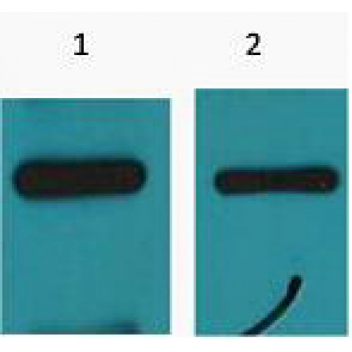 Myc Tag Antibody - Western blot of Myc-Tag antibody