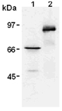 Myc Tag Antibody - Western blot of 293T cells transfected with 6Myc/Heparanase (lane 1) and 6Myc/cdc25 (lane 2), probed with Myc-tag monoclonal antibody (PL14).