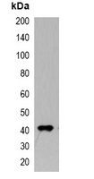 Myc Tag Antibody - Western blot analysis of over-expressed Myc-tagged protein in 293T cell lysate. This image was taken for the unconjugated form of this product. Other forms have not been tested.
