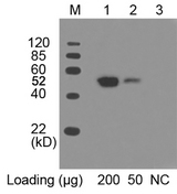 Myc Tag Antibody - Lane 1 and 2: Multiple Tag Cell Lysate Primary antibody: 0.1 ug/ml THETM Anti-c-Myc [HRP] Monoclonal Antibody (Mouse) THETM Anti-c-Myc [HRP] Monoclonal Antibody (Mouse) The signal was developed with LumiSensor HRP Substrate Kit This image was taken for the unconjugated form of this product. Other forms have not been tested.