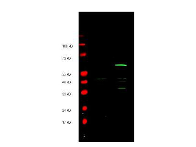 Myc Tag Antibody - Anti-Myc epitope Tag Antibody - Western Blot. Anti-Myc epitope tag polyclonal antibody detects both AMINO and CARBOXY terminal linked Myc-tagged recombinant proteins by western blot. Polyclonal rabbit host anti-Myc epitope tag antibody was diluted to 1.0 ug/ml to detect either recombinant protein. 4-20% gradient gels were used to resolve the proteins by SDS-PAGE. The proteins were transferred to nitrocellulose using standard methods. After blocking, the membranes were probed with the primary antibody overnight at 4C followed by washes and reaction with a 1:10000 dilution of IRDye 800 conjugated Gt-a-Rabbit IgG (H&L) MX10 (code for 45 min at room temperature (Green, 800 nm channel). Pre-stained molecular weight markers are also shown (lane M, Red, 700 nm channel). LICORs Odyssey Infrared Imaging System was used to scan and process the image. Other detection systems will yield similar results.