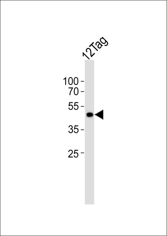 Myc Tag Antibody - Western blot of lysate from 12Tag protein, using Myc Tag Antibody. Antibody was diluted at 1:4000. A goat anti-rabbit IgG H&L (HRP) at 1:10000 dilution was used as the secondary antibody. Lysate at 35ug.