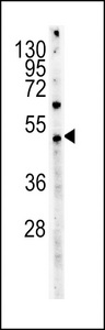 Myc Tag Antibody - Myc western blot of HeLa cell line lysates (35 ug/lane). The Myc antibody detected the Myc protein (arrow).