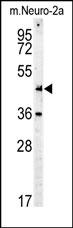 Myc Tag Antibody - Myc western blot of mouse Neuro-2a cell line lysates (35 ug/lane). The Myc antibody detected the Myc protein (arrow).