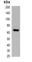 Myc Tag Antibody - Western blot analysis of over-expressed Myc-tagged protein in 293T cell lysate.