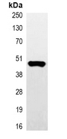 Myc Tag Antibody - Immunoprecipitation of Myc-tagged protein from HEK293T cells transfected with vector overexpressing Myc tag; using Anti-Myc-tag Antibody.