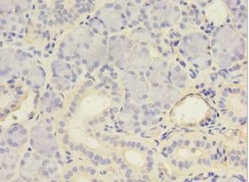 MYCBP Antibody - Immunohistochemistry of paraffin-embedded human pancreas tissue using antibody at 1:100 dilution.  This image was taken for the unconjugated form of this product. Other forms have not been tested.
