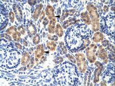 MYCBP Antibody - MYCBP antibody ARP31860_T100-NP_036465-MYCBP (c-myc binding protein) Antibody was used in IHC to stain formalin-fixed, paraffin-embedded human kidney.  This image was taken for the unconjugated form of this product. Other forms have not been tested.