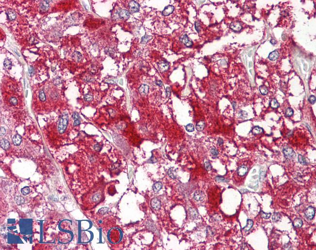 MYCBP Antibody - Anti-MYCBP antibody IHC of human adrenal. Immunohistochemistry of formalin-fixed, paraffin-embedded tissue after heat-induced antigen retrieval. Antibody dilution 5-7.5 ug/ml.  This image was taken for the unconjugated form of this product. Other forms have not been tested.