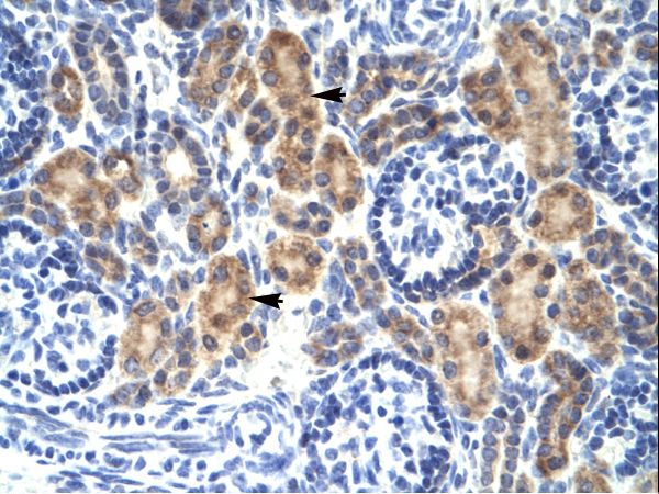 MYCBP Antibody - MYCBP antibody ARP31860_T100-NP_036465-MYCBP (c-myc binding protein) Antibody was used in IHC to stain formalin-fixed, paraffin-embedded human kidney.  This image was taken for the unconjugated form of this product. Other forms have not been tested.