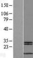 MYCBP Protein - Western validation with an anti-DDK antibody * L: Control HEK293 lysate R: Over-expression lysate