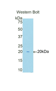 MYCL / L-Myc Antibody - Western blot of recombinant MYCL / L-Myc.  This image was taken for the unconjugated form of this product. Other forms have not been tested.