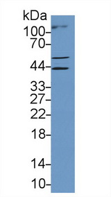 MYCL / L-Myc Antibody - Western Blot; Sample: Human A549 cell lysate; Primary Ab: 1µg/ml Rabbit Anti-Human MYCL1 Antibody Second Ab: 0.2µg/mL HRP-Linked Caprine Anti-Rabbit IgG Polyclonal Antibody