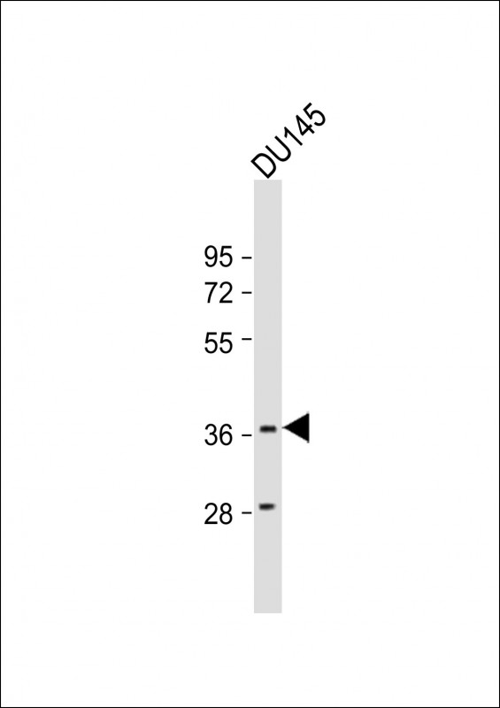 MYCL / L-Myc Antibody - Anti-MYCL1 Antibody (C-Term)at 1:2000 dilution + DU145 whole cell lysates Lysates/proteins at 20 ug per lane. Secondary Goat Anti-Rabbit IgG, (H+L), Peroxidase conjugated at 1:10000 dilution. Predicted band size: 40 kDa. Blocking/Dilution buffer: 5% NFDM/TBST.