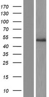 MYCL / L-Myc Protein - Western validation with an anti-DDK antibody * L: Control HEK293 lysate R: Over-expression lysate