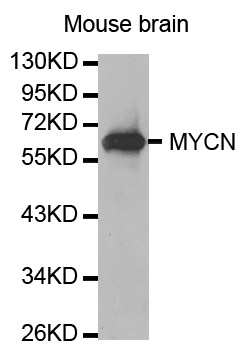 MYCN / N-myc Antibody - Western blot analysis of extracts of Mouse brain.