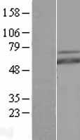 MYCN / N-myc Protein - Western validation with an anti-DDK antibody * L: Control HEK293 lysate R: Over-expression lysate