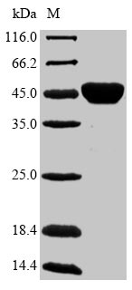 Ag85B Protein - (Tris-Glycine gel) Discontinuous SDS-PAGE (reduced) with 5% enrichment gel and 15% separation gel.
