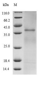 Ag85B Protein - (Tris-Glycine gel) Discontinuous SDS-PAGE (reduced) with 5% enrichment gel and 15% separation gel.