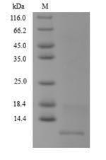 Antitoxin MT2731 Protein - (Tris-Glycine gel) Discontinuous SDS-PAGE (reduced) with 5% enrichment gel and 15% separation gel.