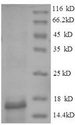 esxB Protein - (Tris-Glycine gel) Discontinuous SDS-PAGE (reduced) with 5% enrichment gel and 15% separation gel.