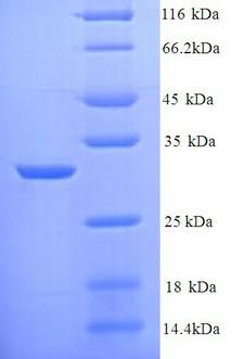 inhA Protein