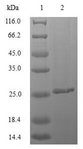 M. tuberculosis MPT64 Protein - (Tris-Glycine gel) Discontinuous SDS-PAGE (reduced) with 5% enrichment gel and 15% separation gel.