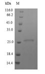 M. tuberculosis MPT64 Protein - (Tris-Glycine gel) Discontinuous SDS-PAGE (reduced) with 5% enrichment gel and 15% separation gel.