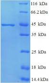 MPT51/MPB51 Antigen Protein