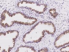 MYCT1 Antibody - Immunochemical staining of human MYCT1 in human prostate with rabbit polyclonal antibody at 1:100 dilution, formalin-fixed paraffin embedded sections.