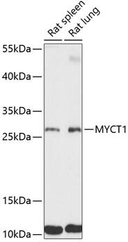 MYCT1 Antibody - Western blot analysis of extracts of various cell lines using MYCT1 Polyclonal Antibody at dilution of 1:3000.