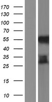 MYCT1 Protein - Western validation with an anti-DDK antibody * L: Control HEK293 lysate R: Over-expression lysate