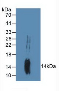 MYD118 / GADD45B Antibody - Western Blot; Sample: Mouse Brain Tissue.