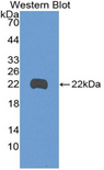 MYD118 / GADD45B Antibody - Western blot of recombinant MYD118 / GADD45B.