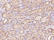 MYD118 / GADD45B Antibody - Immunochemical staining of human GADD45B in human kidney with rabbit polyclonal antibody at 1:100 dilution, formalin-fixed paraffin embedded sections.