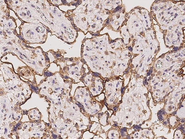 MYD118 / GADD45B Antibody - Immunochemical staining of human GADD45B in human placenta with rabbit polyclonal antibody at 1:100 dilution, formalin-fixed paraffin embedded sections.