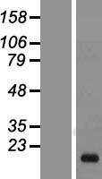 MYD118 / GADD45B Protein - Western validation with an anti-DDK antibody * L: Control HEK293 lysate R: Over-expression lysate
