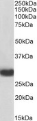 MYD88 Antibody - BiotinylatedGoat Anti-MYD88 Antibody (0.2µg/ml) staining of Human Thymus lysate (35µg protein in RIPA buffer), exactly mirroring its parental non-biotinylated product. Primary incubation was 1 hour. Detected by chemiluminescencence, using streptavidin-HRP and using NAP blocker as a substitute for skimmed milk.