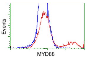 MYD88 Antibody - HEK293T cells transfected with either overexpress plasmid (Red) or empty vector control plasmid (Blue) were immunostained by anti-MYD88 antibody, and then analyzed by flow cytometry.