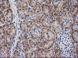MYD88 Antibody - IHC of paraffin-embedded Human pancreas tissue using anti-MYD88 mouse monoclonal antibody.