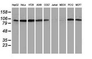 MYD88 Antibody - Western blot of extracts (35ug) from 9 different cell lines by using anti-MYD88 monoclonal antibody (HepG2: human; HeLa: human; SVT2: mouse; A549: human; COS7: monkey; Jurkat: human; MDCK: canine; PC12: rat; MCF7: human).