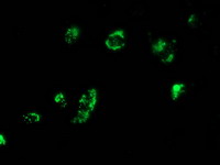MYD88 Antibody - Anti-MYD88 mouse monoclonal antibody immunofluorescent staining of COS7 cells transiently transfected by pCMV6-ENTRY MYD88.