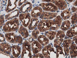 MYD88 Antibody - IHC of paraffin-embedded Human Kidney tissue using anti-MYD88 mouse monoclonal antibody.