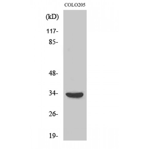 MYD88 Antibody - Western blot of MyD88 antibody