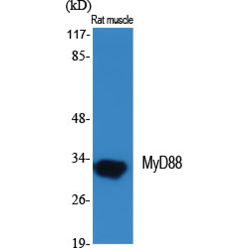 MYD88 Antibody - Western blot of MyD88 antibody
