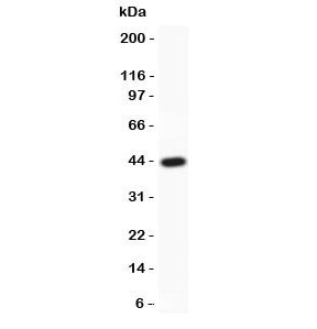MYD88 Antibody - Western blot testing of MyD88 antibody and recombinant human protein (0.5ng)