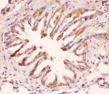 MYD88 Antibody - IHC-P staining of rat lung tissue